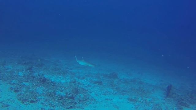 Safari Island 2017 04 03 смотреть онлайн