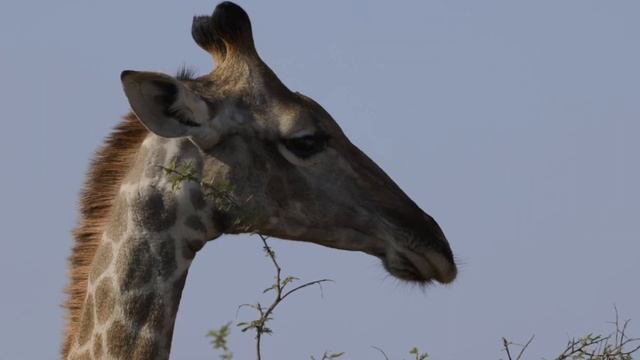 Madikwe Hills - Family Safari Recap смотреть онлайн