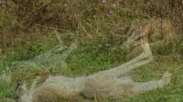 Virginia Safari Park, Natural Bridge, Va. HD 10-26-2011 смотреть онлайн