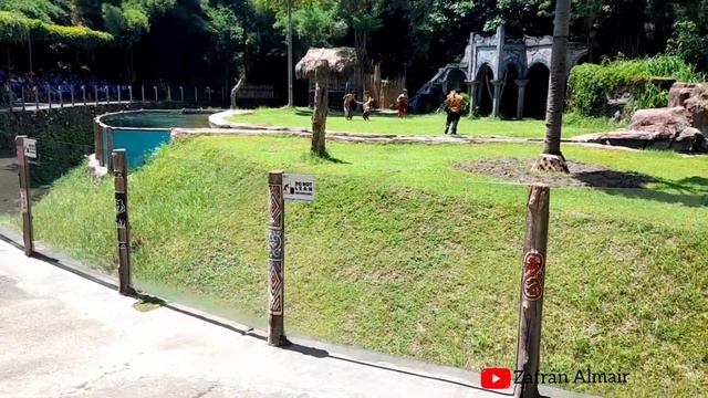 Melihat Atraksi Harimau di Taman Safari Bali #tamansafaribali смотреть онлайн