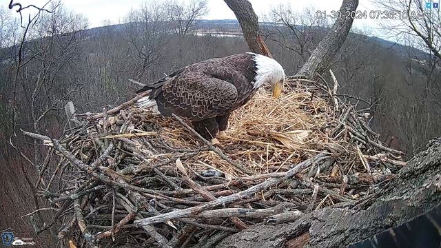 Hanover, PA Live Streaming Bald Eagle Nest Webcam HDOnTap com — Mozilla Firefox 2024 01 30 07 34 смотреть онлайн