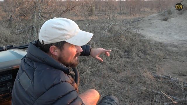 safariLIVE - Sunrise Safari - October 25, 2018- Part 1 смотреть онлайн