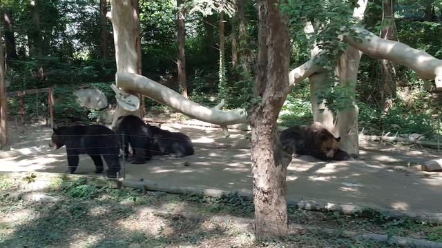 3A Activity "safari world Everland" смотреть онлайн