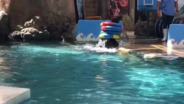 SAFARI WORLD BANGKOK, ENJOY MARINE PARK AND ITS SHOWS with explanation. смотреть онлайн