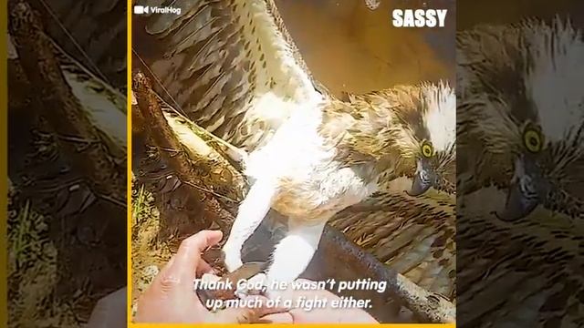 this brave hawk allowed the man to save him. смотреть онлайн