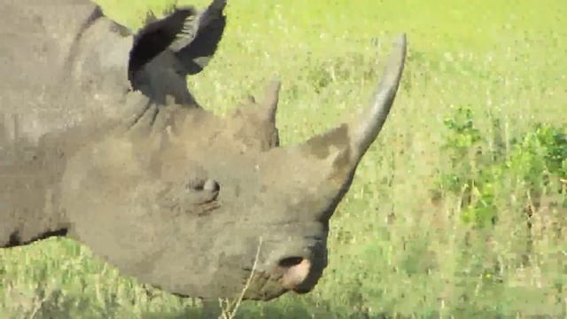 Oldarpoi Maasai mara camp смотреть онлайн