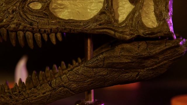 REBOR Skull Oddity Collection Review - Carnotaurus, Yutyrannus, and Ceratosaurus! смотреть онлайн