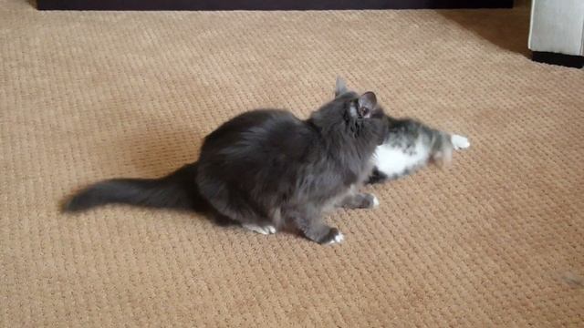 Brave kitten смотреть онлайн