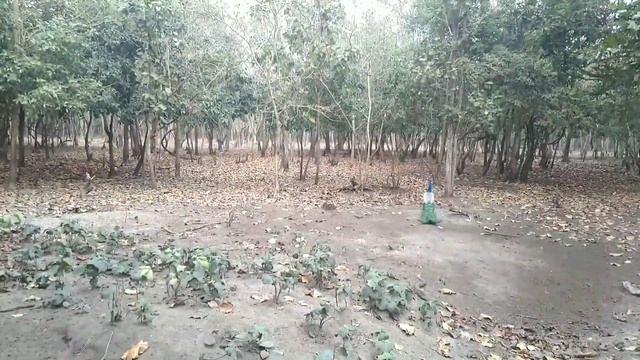 Jangal Mein Mangal Bengal Safari смотреть онлайн