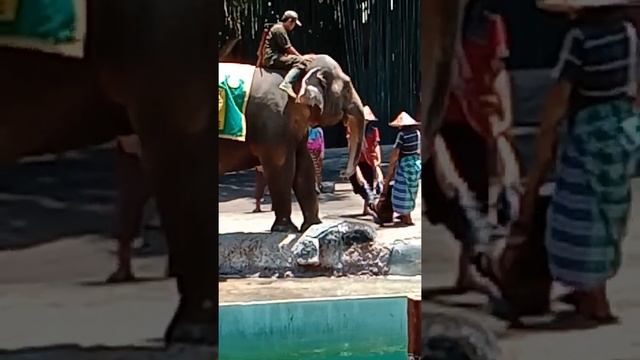 TAMAN SAFARI BALI смотреть онлайн