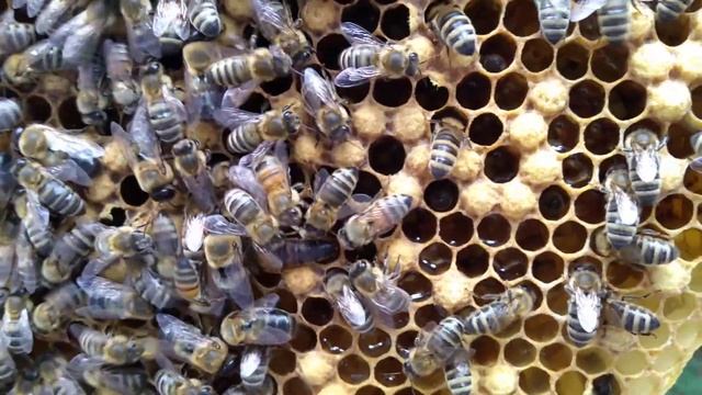 L'ape regina all'opera: ecco come fa a deporre le sue uova nelle celle смотреть онлайн