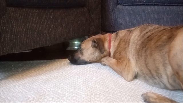 BRAVE KITTEN TAMES DOG смотреть онлайн
