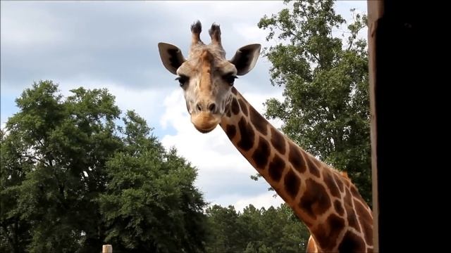 Wild Animal Safari in Georgia 2 HUGE giraffes! смотреть онлайн