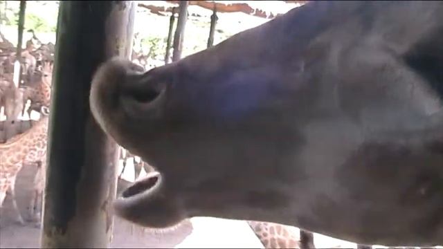 Safari World Bangkok смотреть онлайн