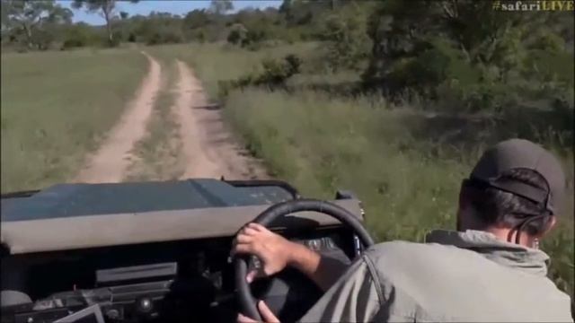 Safari Live : Afternoon Pre Show with Tristan at 3:55 PM on Feb 02, 2017 смотреть онлайн