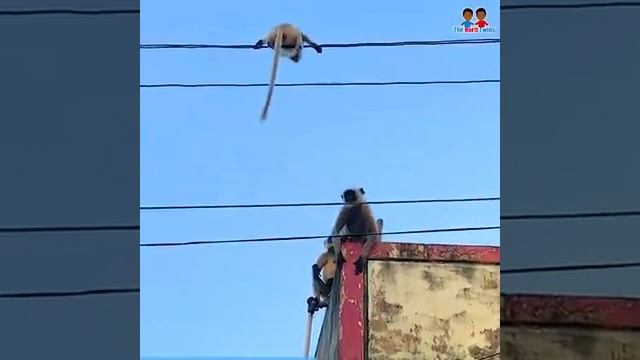 Brave monkey risks her life to rescue her baby stuck on power lines😯😯 смотреть онлайн