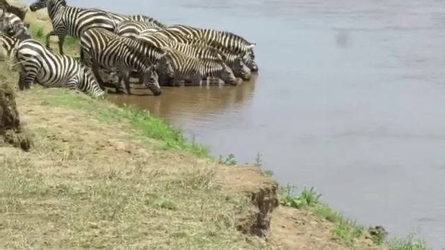 Crocodile moving quietly towards zebras in Mara River. BLAZING TRAILS SAFARIS смотреть онлайн