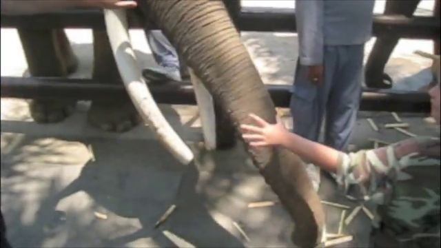 Feeding Sumatran Elephants at Elephant Safari Park смотреть онлайн
