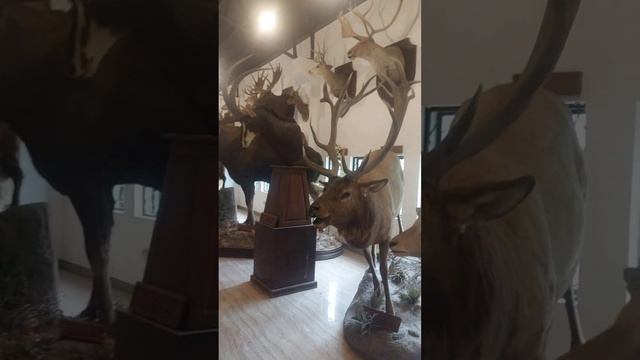 SAFARI GALLERY of #chavitsingson смотреть онлайн