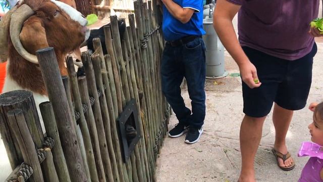 Callie's Birthday | Lion Country Safari | Playtime with Callie | Angie Cortes смотреть онлайн