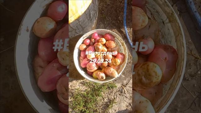 Воспоминания . Урожай 2024 . Урожай картофеля 2024 #вэтотдень #290824 #сад #дача #огород #саддачаого смотреть онлайн