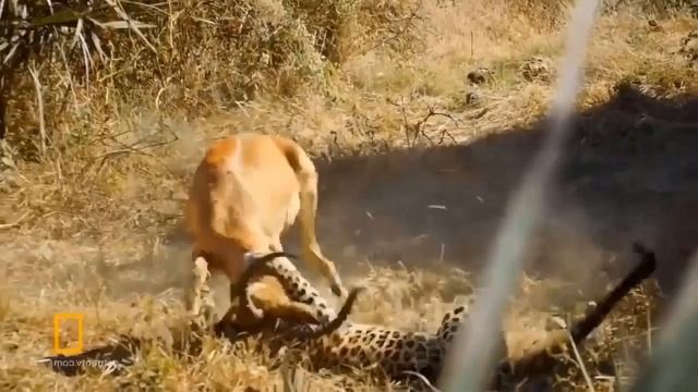 Amazing... Brave Antelope Mother Attacks Giant Python And Baboons To Save Her Baby смотреть онлайн