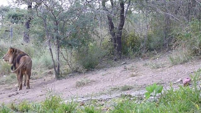 Okapuka Ranch game drive - clip 32 - lion feeding смотреть онлайн