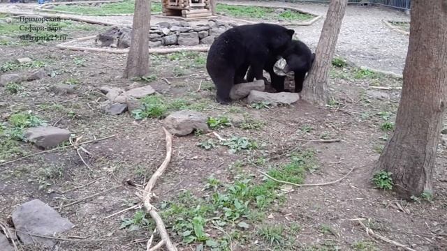 Гималайские регбисты в Приморском Сафари-парке смотреть онлайн