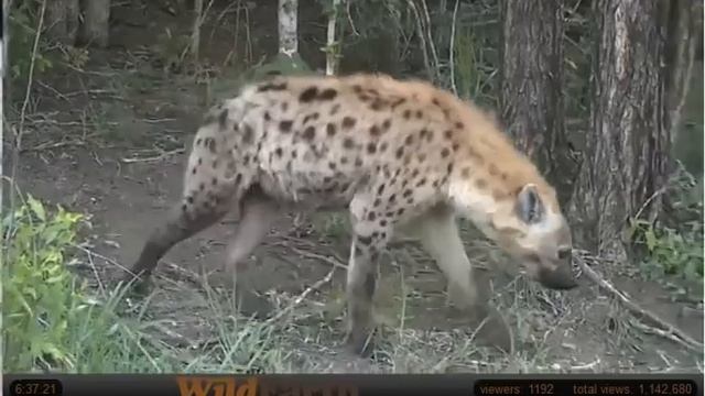 Jan 14 WildEarth Safari AM Drive: No Shadow or cub in tree смотреть онлайн