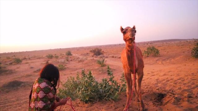 Experienced Beautiful SUNRISE IN SAM SAND DUNES | JAISALMER-SAND DUNES | DESSERT SAFARI | CAMEL RID смотреть онлайн