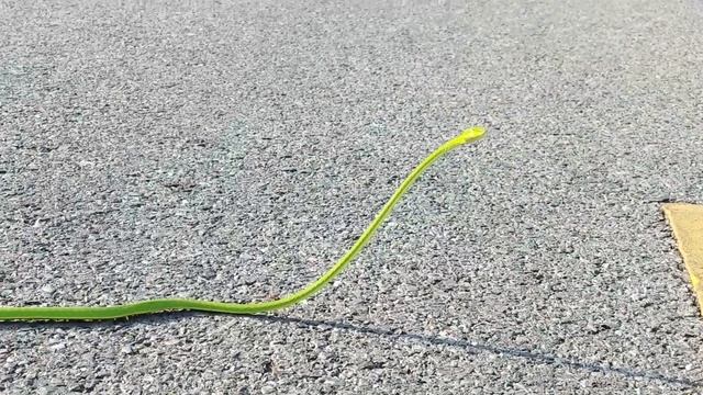 vine snake, Huahin смотреть онлайн