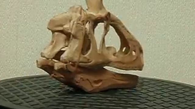 Cryolophosaurus skull смотреть онлайн