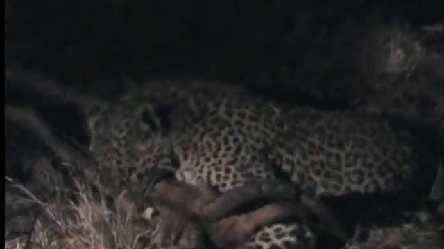 Arathusa Safari Lodge - Leopard kill.wmv смотреть онлайн