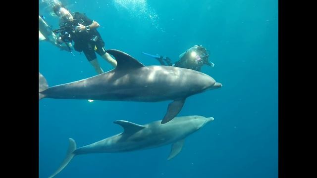 Enjoy Egypt Safari 28/10/18 смотреть онлайн