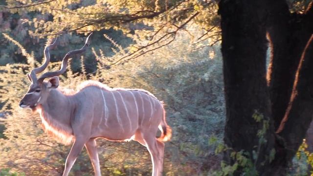 Botswana Hunting Safari Lodge смотреть онлайн