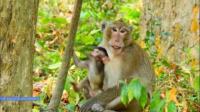 ARON NONE STOP TO KIDNAPPING ANISSA EVERY DAY_ ALBA SO BRAVE TO RESCUE SISTER ANISSA WITHOUT AFRAID