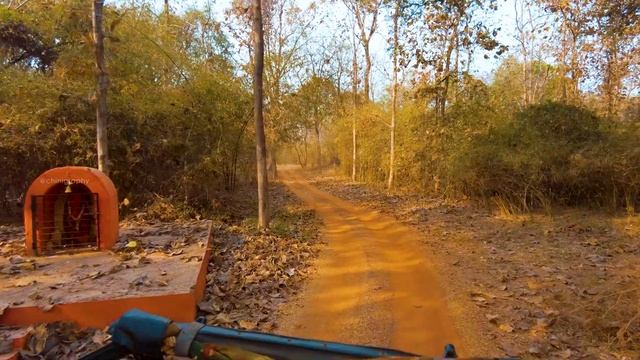 Jungle Safari in India 🇮🇳 | Junona Gate - Tadoba National Park | India in 4k смотреть онлайн