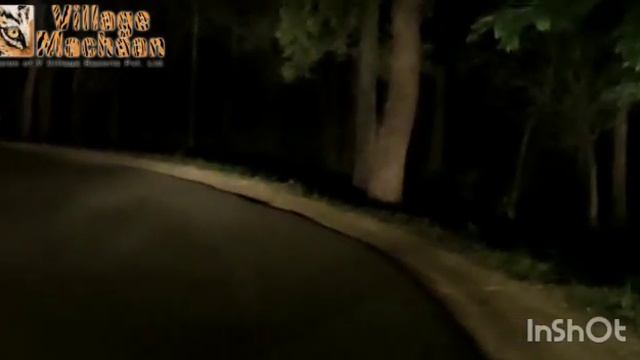Night Safari Khawasa Road in Pench National Park | Jungle Safari Pench | Village Machaan Resorts смотреть онлайн