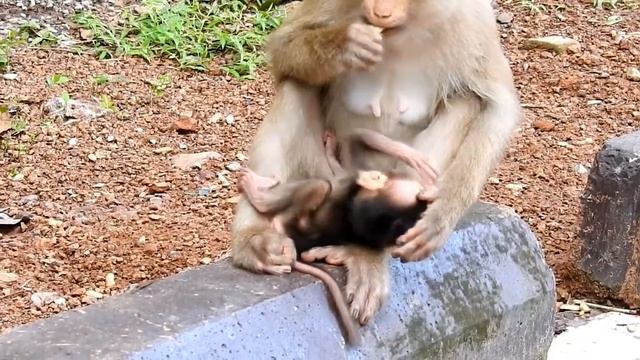 Baby monkey Rex is very pretty brave, Rex learn walking so cute & handsome смотреть онлайн