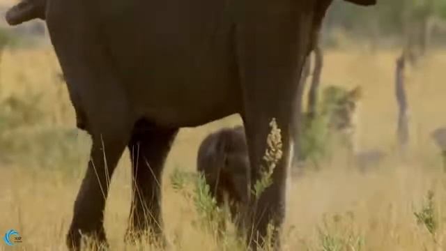 Brave Mother Elephant, Protect the Baby from Lions attack Lions panic fled смотреть онлайн