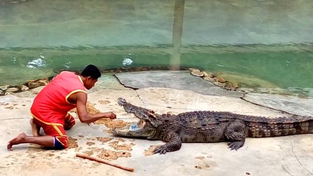 The Crocodile Show Part 2 @Samutprakarn Zoo смотреть онлайн