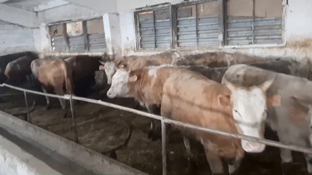 Большая ферма КРС в Буйнакске смотреть онлайн
