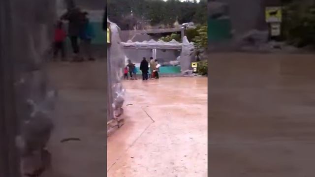 familia @ safari park2 смотреть онлайн