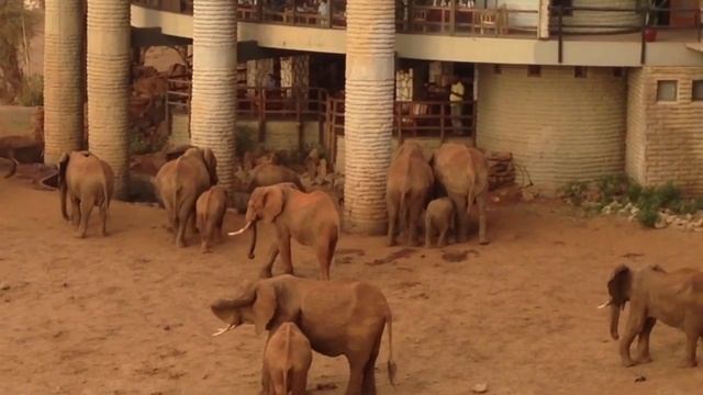 Saltlick lodge tsavo west Kenya смотреть онлайн