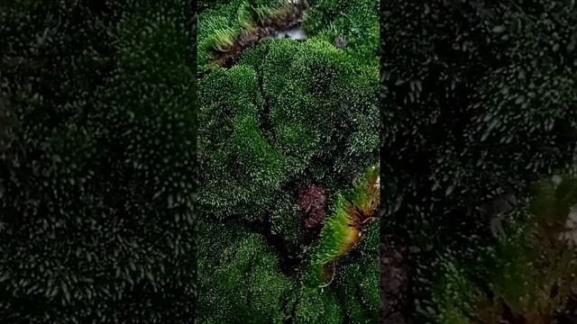 Моховидные смотреть онлайн