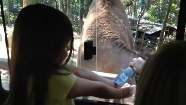 Duda Alimentando Camelo! - Zoo Safari - SP - Brazil смотреть онлайн