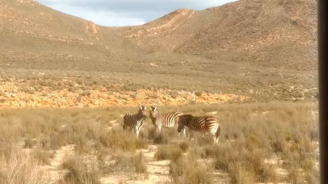 Safari na África do Sul - Aquila Private Game Reserve смотреть онлайн