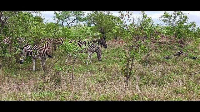 South African Safari in Kruger National Park смотреть онлайн