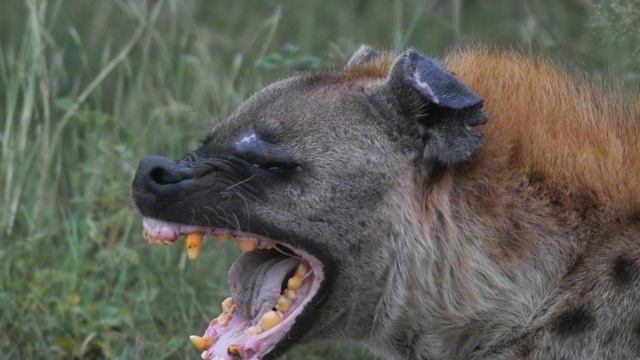 7 Day Kenyan Safari | Visit Masai Mara смотреть онлайн