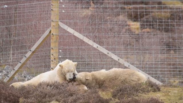 Polar Bears hit it off in Scottish wildlife park смотреть онлайн